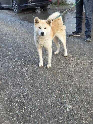 Akita-inu