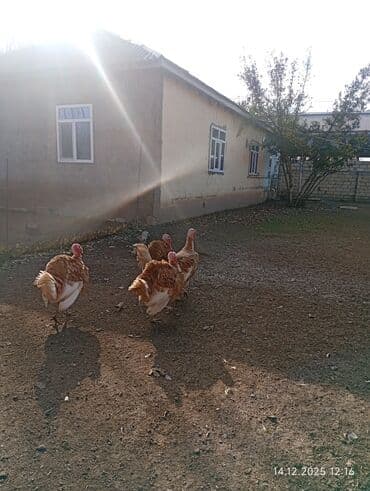 erkey danalar: Erkək, Amerika, Ətlik, Ünvandan götürmə — 4