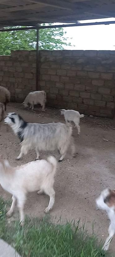 Keçilər, çəpişlər: Məhsul: Xırdabuynuzlu heyvan sürüsü Təsvir: salam hazir saģilan sudu — 6