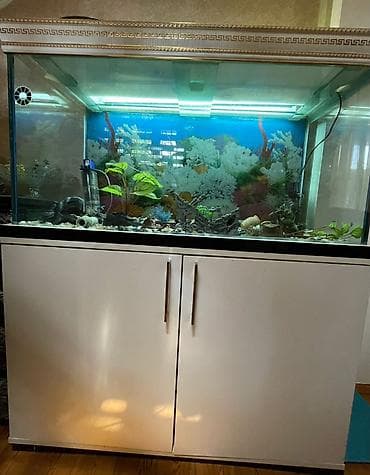akvaryum bitki: Dördbucaq akvarium, Boş, 320 l, Ünvandan götürmə — 4