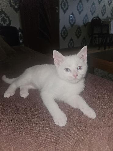 ucuz ev itleri: Dişi, Yaxşı əllərə — 2