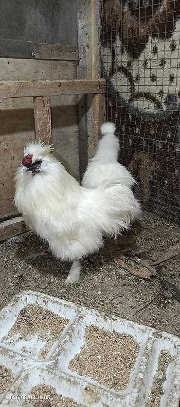 ag pisik sekilleri: Toyuq, Damazlıq — 2