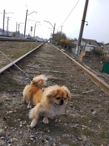 чихуахуа в добрые руки: Пекинес, 10 месяцев, Самец, Самовывоз — 2