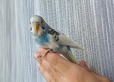 qartal sekli: Növ: Dalğıç papağanı (budaq quşu/budgerigar) Cinsiyyət/yaş: Şəkillərə — 2