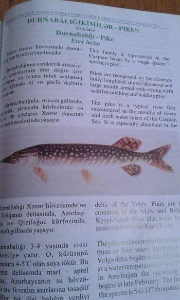 сколько стоит мотоцикл: Müxtəlif kitablar satılır. Biri 40 manat. "Nərəkimilər - dinozavrların — 18