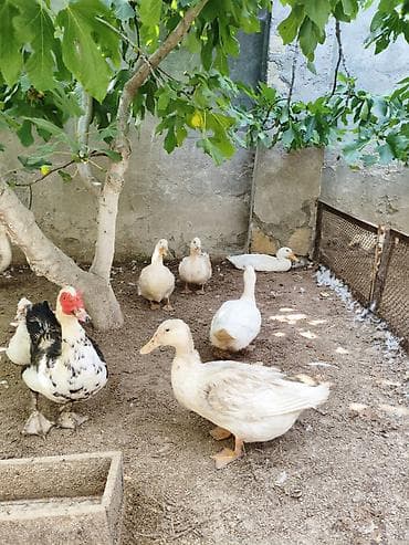 afcarka balasi erkey: PEKİN ÖRDƏYİ XORUZ FƏRƏAĞ LAL ÖRDƏK XORUZ FƏRƏKAYUQA ÖEDƏKLƏRİ — 9