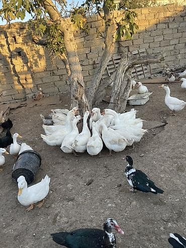 Məhsul: Qaz və ördək sürüsü, həmçinin qaz yumurtaları Təsvir: - Geniş