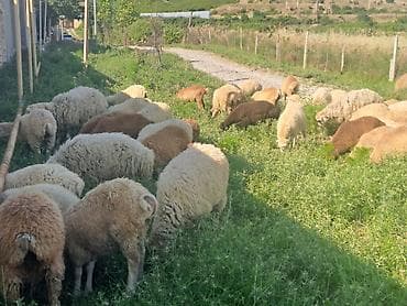 heyvan bazari sumqayıt: Erkək, il: 1, 20 kq, Damazlıq, Ətlik, Ödənişli çatdırılma — 4