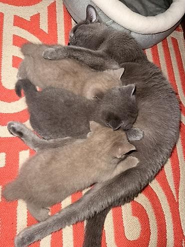 pi̇şi̇k: Britan — 7