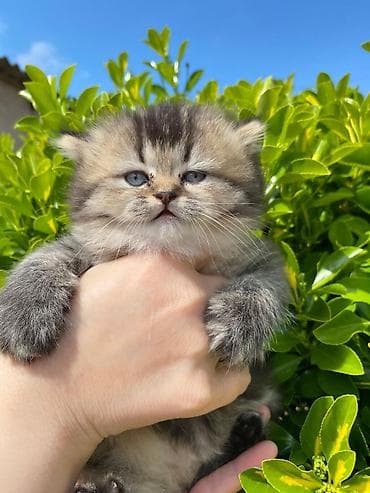 pisiy cantasi: Qızıl şinşilla — 2