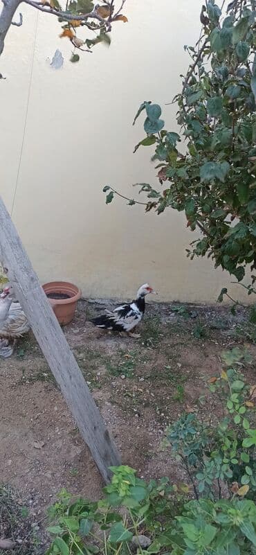 zumrud ordək: Məhsul: Moskovi ördəkləri (iki baş) Xüsusiyyətlər:1 krasnadar erkey — 2