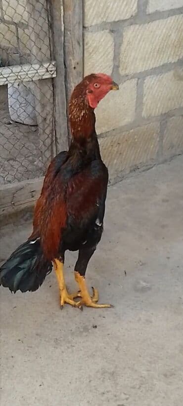 kirpi heyvan: Satılır yanvarın 13 cıxan heyvandı döyüş vidyosu yoxdu bu vəzyədədir — 2