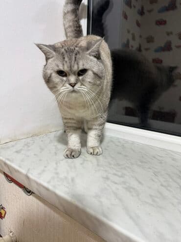 Iran Khodro: Britan — 9