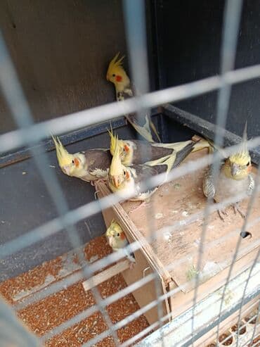 xamyak yuvası: Tofiq (nimfa) tutuquşuları – müxtəlif rəng mutasiyaları - Növ: Nimfa — 6