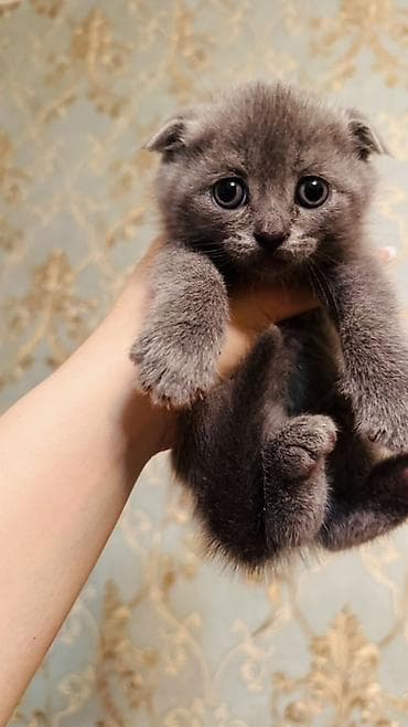 it ucun evlər: Şotland yastı qulaq — 2