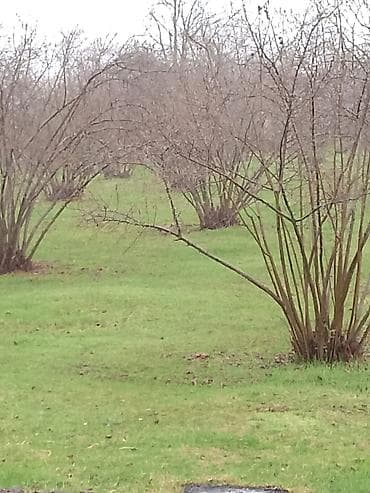 sekide torpaq satilir 2020: 2000 sot, Biznes üçün, Barter mümkündür, Kupça (Çıxarış), Bələdiyyə, Texniki pasport — 4