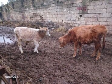 2 eded erkek dana satilir tecili tecili