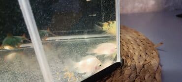 продажа аквариумных рыбок: Sülhsevər — 7