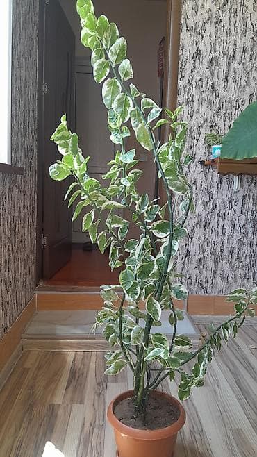 kala bitkisi: Varieteli otaq bitkisi – dekorativ yarpaqlı - Növ: ağ-yaşıl alabəzək — 1