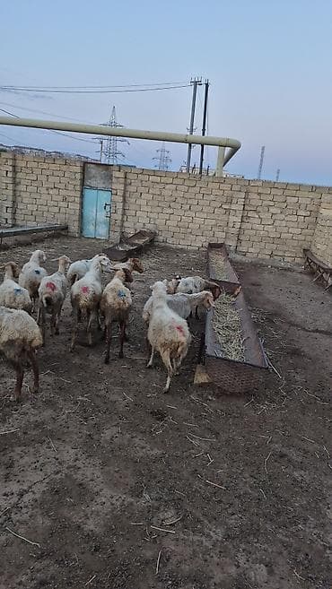 gence itler: 12 baş Qoyun içində şişəydə var– ana və gənc başlar - Növ: yerli — 2