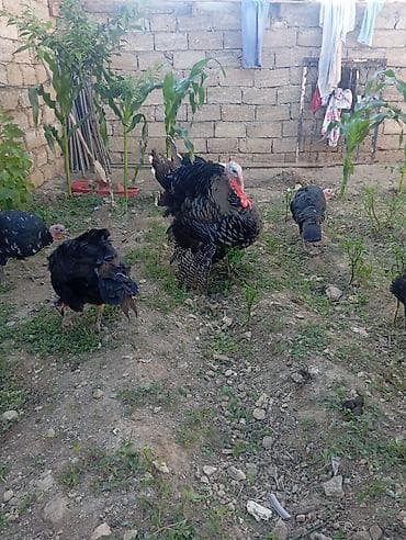 Hinduşka sürüsü satılır. - Növ: Yerli qara/rəngarəng hinduşkalar -