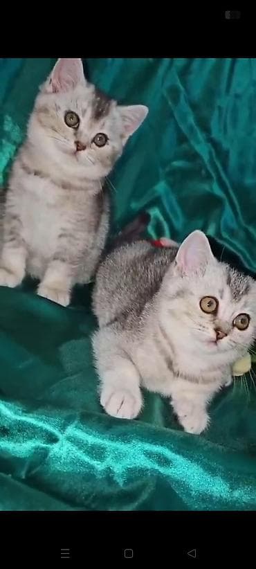 Şinşilla, Dişi, Yaxşı əllərə, Ünvandan götürmə