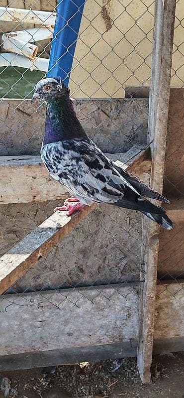 Tutulma əbrəş erkəydi 15 manat