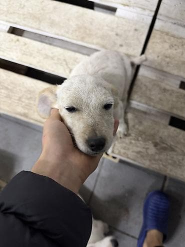 Digər heyvanlar: Cek rassel teryer, 3 ay, Erkek — 3