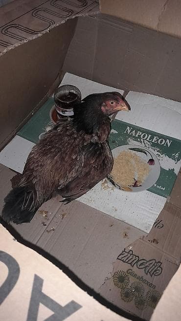 cuce setkasi: Toyuq cücələri, Damazlıq — 1