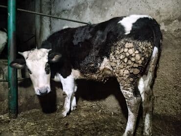 Dana, buzov: Dana, buzov, Dişi, ay: 1, Damazlıq — 5