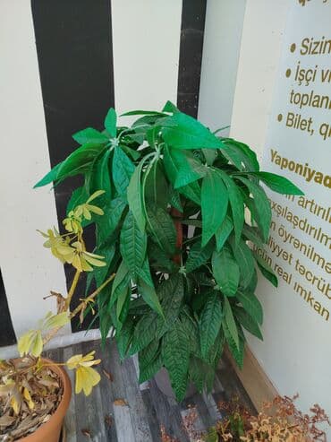 Шторы и жалюзи: Şakura -150 manat o biri iki ağac 60-60 manata di Süni dibçək gülü ev — 2