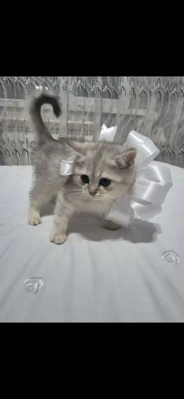 1 azn pişik: Şotland, Erkək, Dişi, Yaxşı əllərə, Pulsuz çatdırılma, Ödənişli çatdırılma — 23