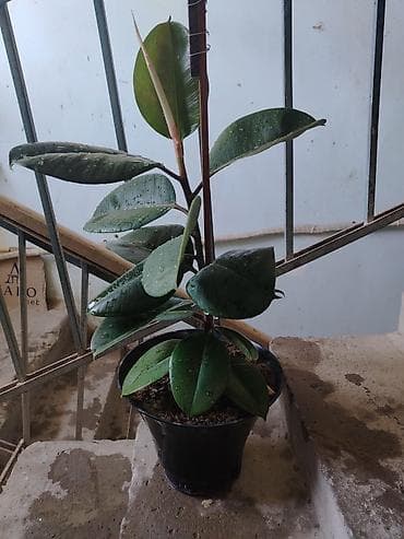 bitki: Fikus elastika (rezin ağacı) – dekorativ otaq bitkisi - Növ: Ficus — 2
