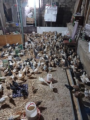 1 aylıq cücəlerdi tam sağlamdilar 2.4 AZN bütün vitaminlər verilib — 3