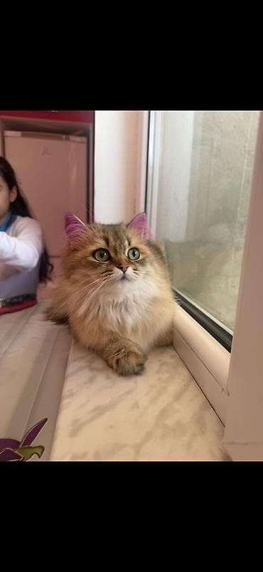 Qızıl şinşilla, Dişi, Yaxşı əllərə, Ünvandan götürmə lalafo.az -da Qızıl şinşilla, Dişi, Yaxşı əllərə, Ünvandan götürmə