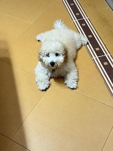 Pudel