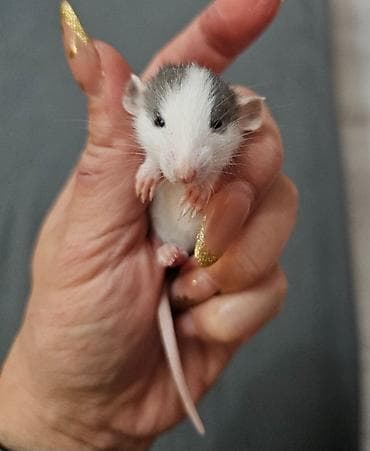 В продаже имеются декоративные крыски. Породы Дамбо и Хаски. Есть