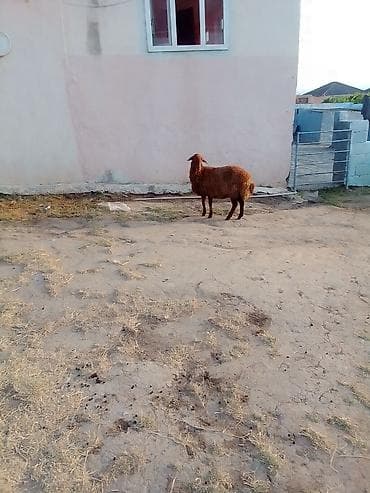 1 qarın doğub şişək satılır istəyən olsa yazsın videosunu atım baxın