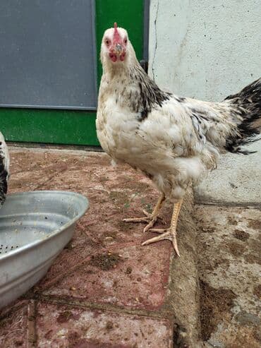 Inəklər, öküzlər: Toyuq, Adler, Ətlik — 6