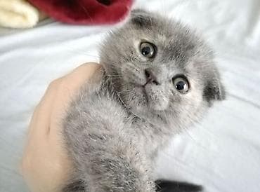 Şotland yastı qulaq