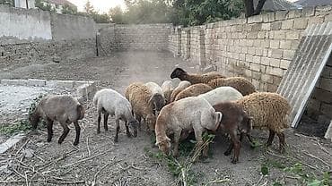 heyvanlarin sekilleri: Erkək, il: 8, 33 kq, Damazlıq, Ətlik, Ödənişli çatdırılma — 3