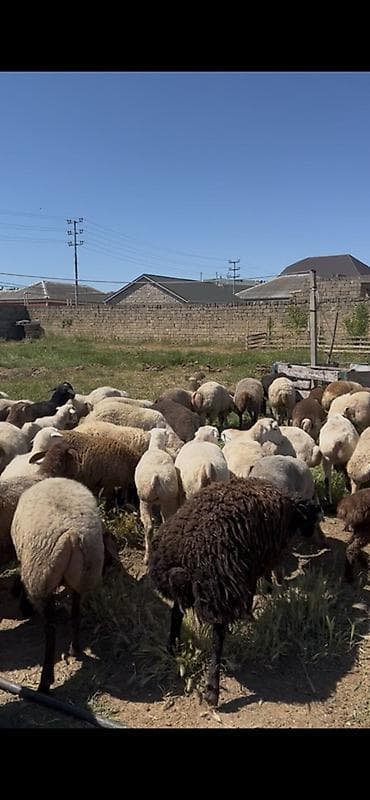 bala keçi: Binə Savxoz qoyunlar satılır. 160 nömrəli avtobusun son dayanacağında — 1