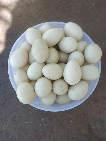 unitaz ve tulpan qiymetleri: 70 ədəd lal ördək yumurtasıdır. Mayalı və iri yumurtalardır. Hamısı — 1