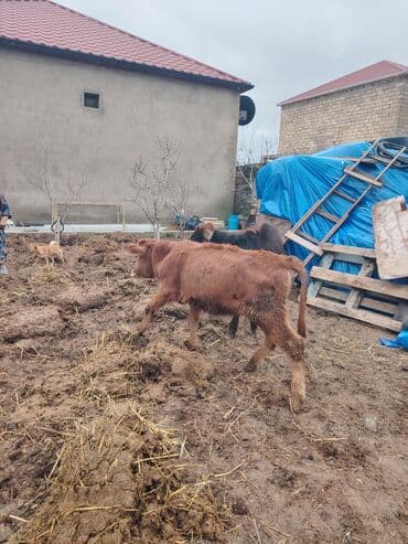 xaski itleri qiymeti: Super saglam damazlig danalar — 7