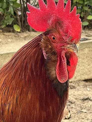 Mal-qara: Salam uzun sakgallı kend xoruzu cavan bir illik xoruzdu tam — 1