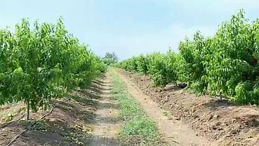 gəncədə həyət evləri: 44 sot, Biznes üçün, Kupça (Çıxarış) — 4