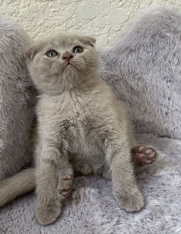 породистые котята даром: Шотландская, Самец, Самка, Самовывоз — 21