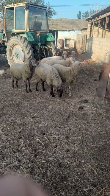 inek adlari azerbaycan: Məhsul: Qoyunlar (kiçik sürü) Təsvir: - Şəkillərdə 6 baş qoyun — 3