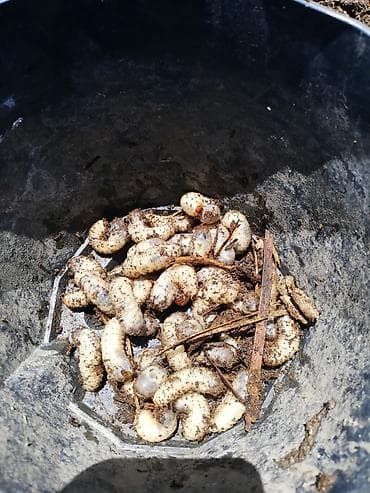 dovşan yemi: Qurdcuq (skarab/May böcəyi sürfələri) – canlı yem və kompostlaşdırma — 3