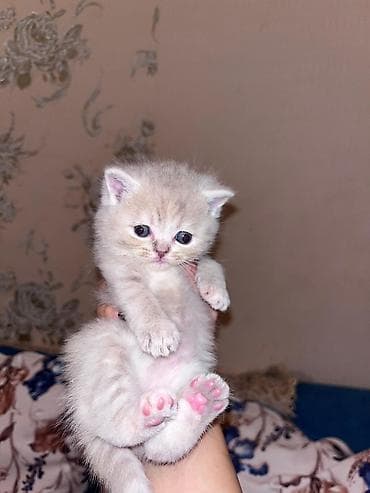 pişim: Britan — 4